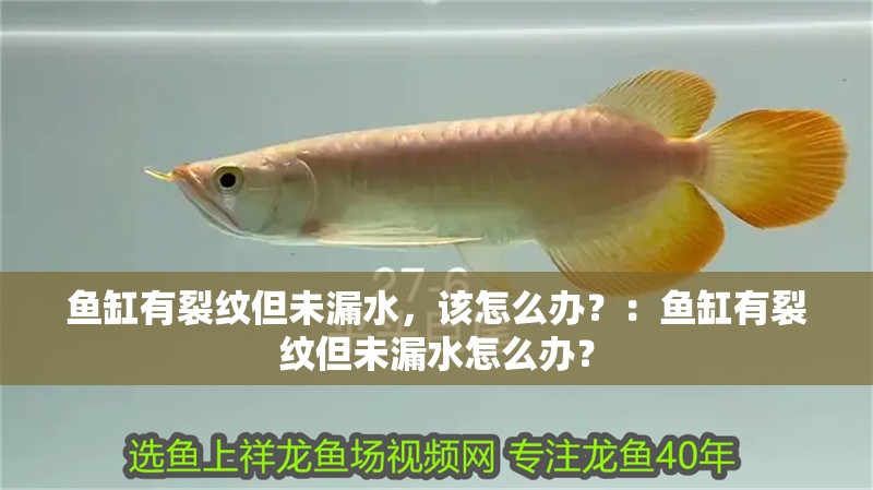 魚缸有裂紋但未漏水，該怎么辦？：魚缸有裂紋但未漏水怎么辦？