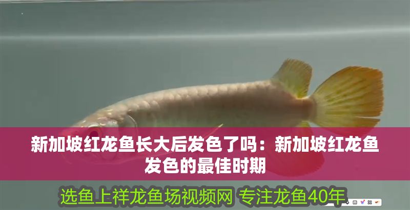 新加坡紅龍魚長大后發色了嗎：新加坡紅龍魚發色的最佳時期