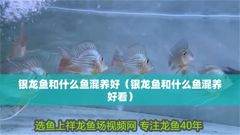 銀龍魚和什么魚混養好（銀龍魚和什么魚混養好看）