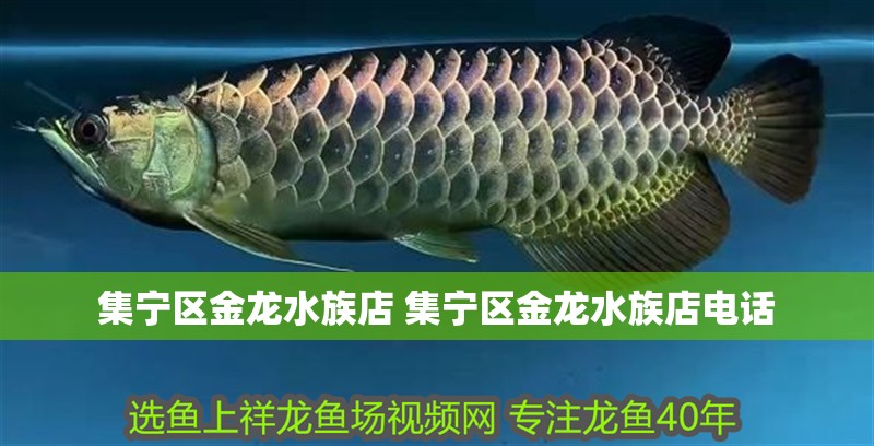 集寧區金龍水族店 集寧區金龍水族店電話