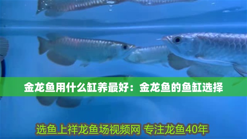 金龍魚用什么缸養最好：金龍魚的魚缸選擇