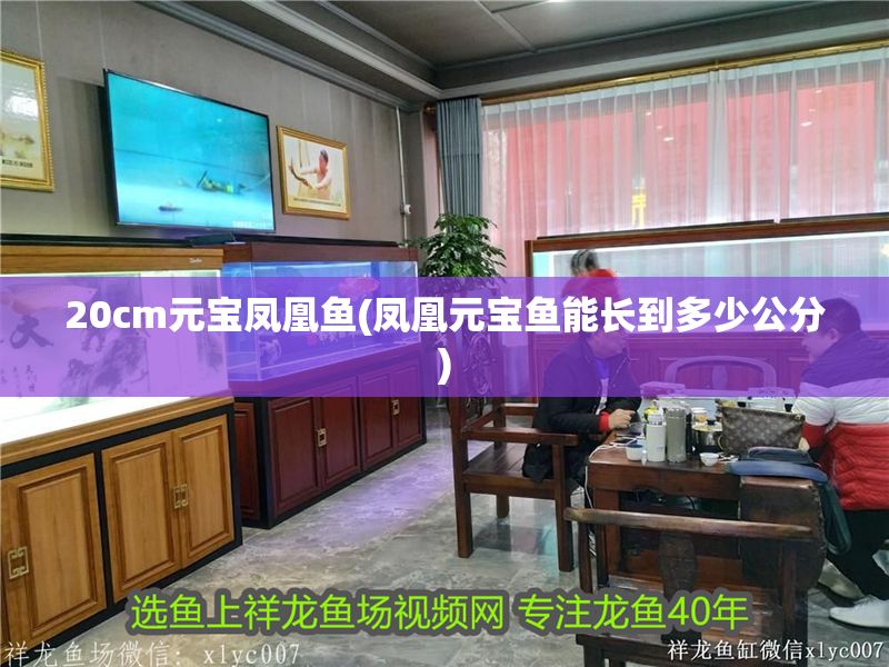 20cm元寶鳳凰魚(鳳凰元寶魚能長到多少公分) 元寶鳳凰魚百科 第1張 20cm元寶鳳凰魚(鳳凰元寶魚能長到多少公分) 20cm元寶鳳凰魚(鳳凰元寶魚能長到多少公分) 元寶鳳凰魚百科 第1張