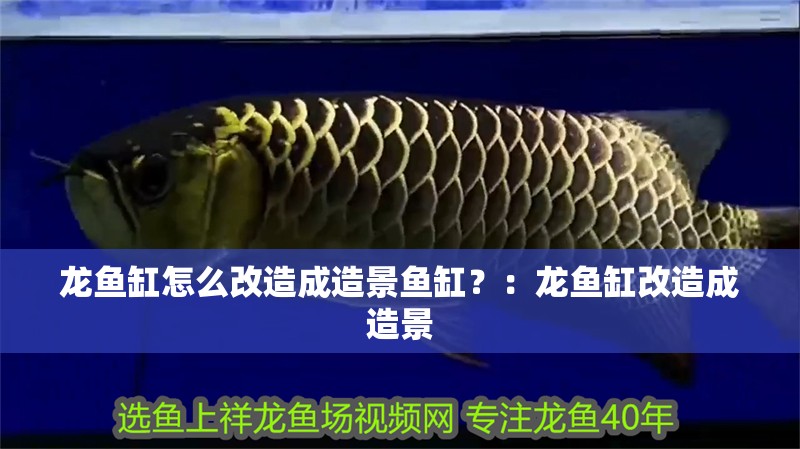 龍魚缸怎么改造成造景魚缸？：龍魚缸改造成造景