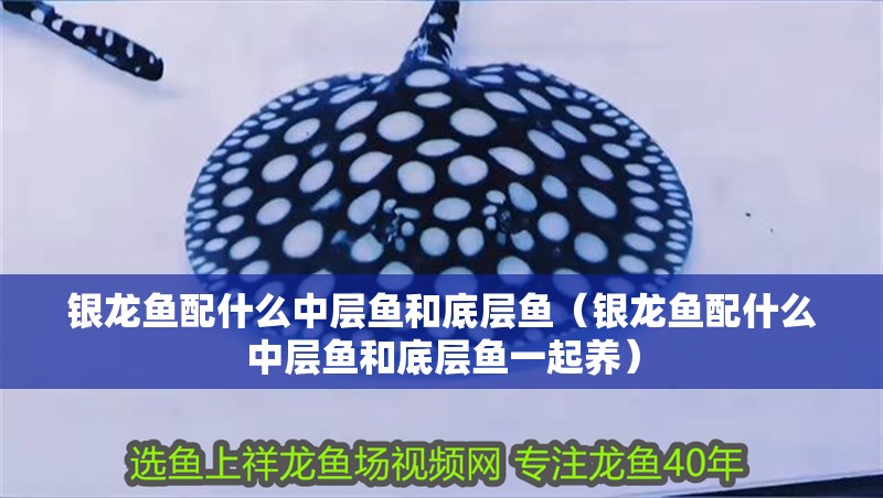 銀龍魚配什么中層魚和底層魚（銀龍魚配什么中層魚和底層魚一起養） 銀龍魚配什么中層魚和底層魚（銀龍魚配什么中層魚和底層魚一起養） 銀龍魚百科