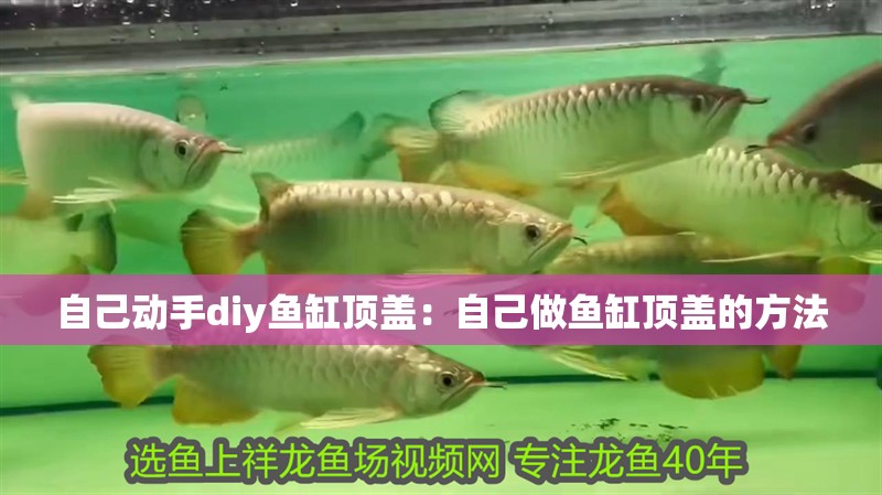 自己動手diy魚缸頂蓋：自己做魚缸頂蓋的方法
