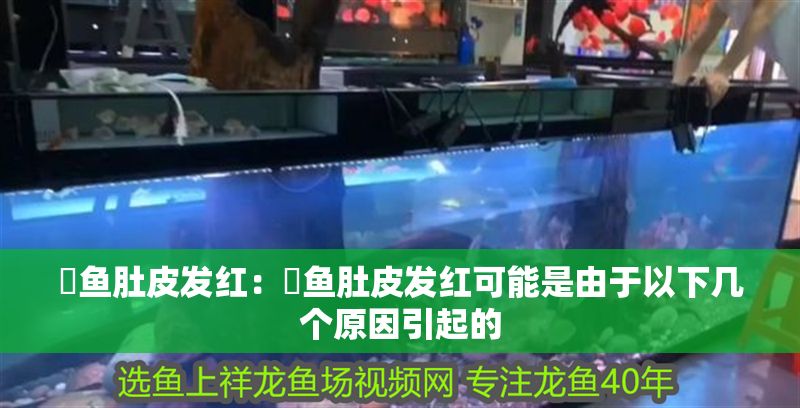 魟魚肚皮發紅：魟魚肚皮發紅可能是由于以下幾個原因引起的
