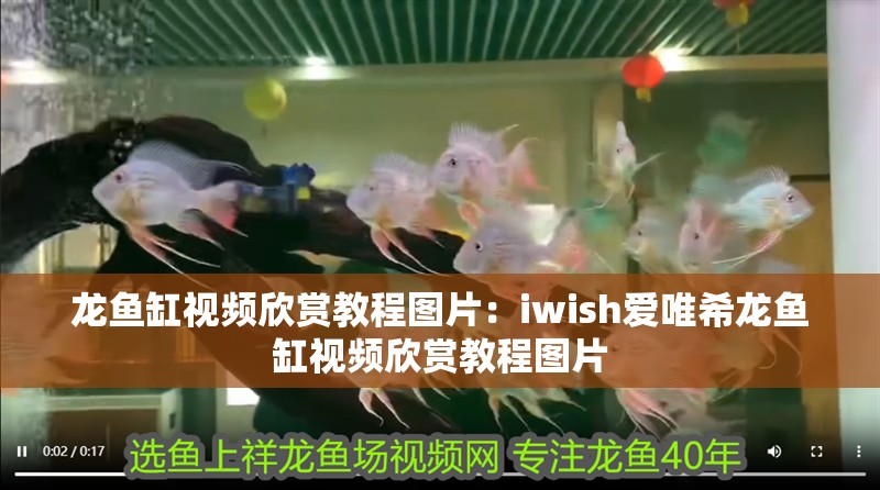 龍魚缸視頻欣賞教程圖片：iwish愛唯希龍魚缸視頻欣賞教程圖片