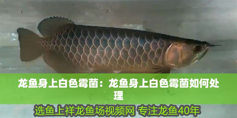 龍魚身上白色霉菌：龍魚身上白色霉菌如何處理