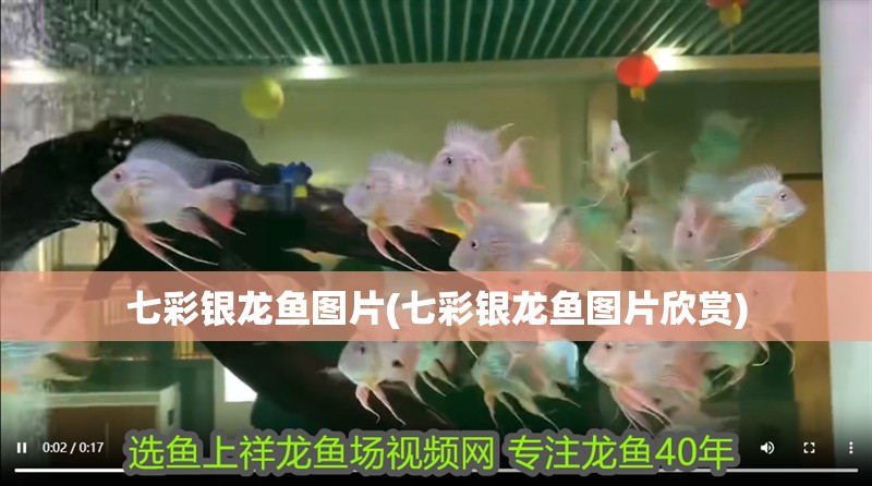 七彩銀龍魚圖片(七彩銀龍魚圖片欣賞)