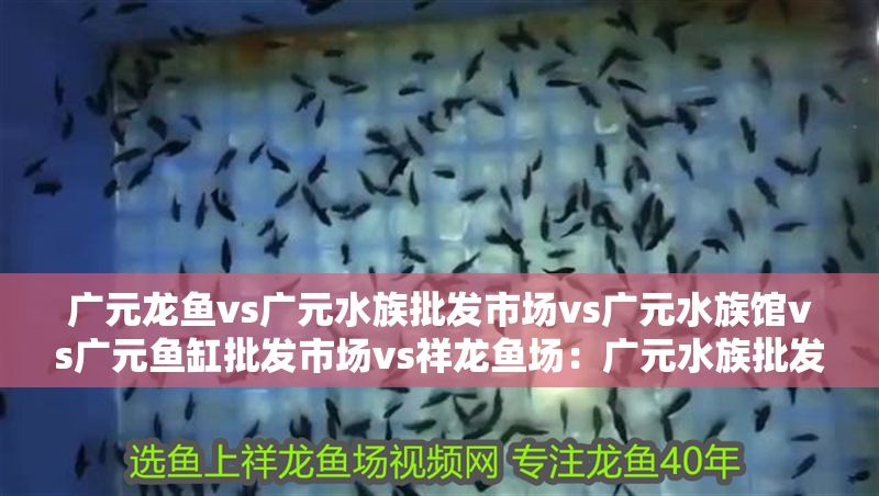 廣元龍魚vs廣元水族批發市場vs廣元水族館vs廣元魚缸批發市場vs祥龍魚場：廣元水族批發市場