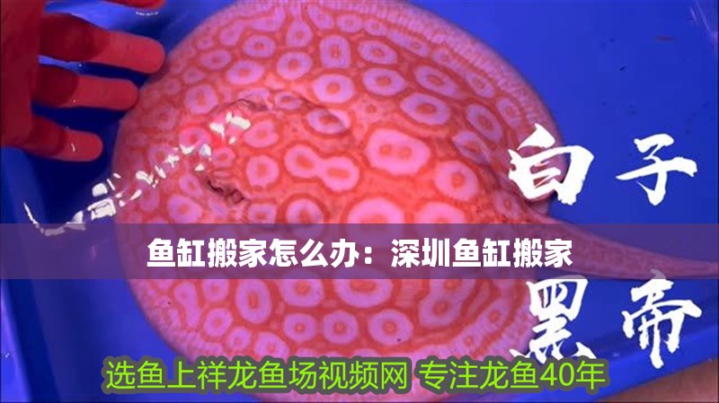 魚缸搬家怎么辦：深圳魚缸搬家