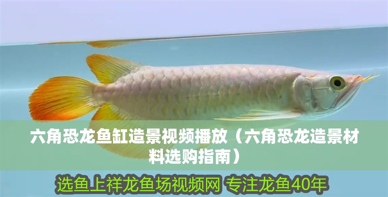鸚鵡魚和銀龍魚混養怎樣喂食 六角恐龍魚缸造景視頻播放(六角恐龍造景材料選購指南) 龍魚百科 六角恐龍魚缸造景視頻播放(六角恐龍造景材料選購指南) 六角恐龍魚缸造景視頻播放(六角恐龍造景材料選購指南) 龍魚百科