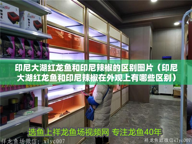 印尼大湖紅龍魚和印尼辣椒的區(qū)別圖片（印尼大湖紅龍魚和印尼辣椒在外觀上有哪些區(qū)別）