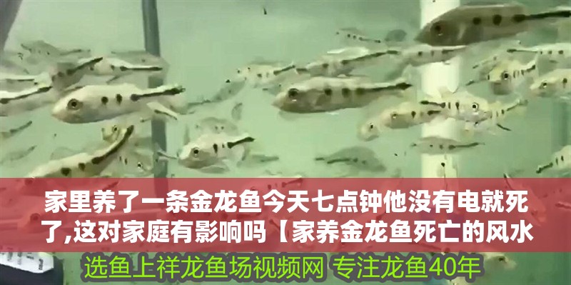 家里養(yǎng)了一條金龍魚今天七點鐘他沒有電就死了,這對家庭有影響嗎【家養(yǎng)金龍魚死亡的風(fēng)水說法】