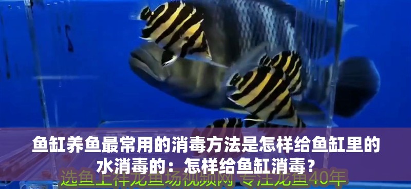 魚缸養魚最常用的消毒方法是怎樣給魚缸里的水消毒的：怎樣給魚缸消毒？ 魚缸養魚最常用的消毒方法是怎樣給魚缸里的水消毒的：怎樣給魚缸消毒？ 魚缸百科