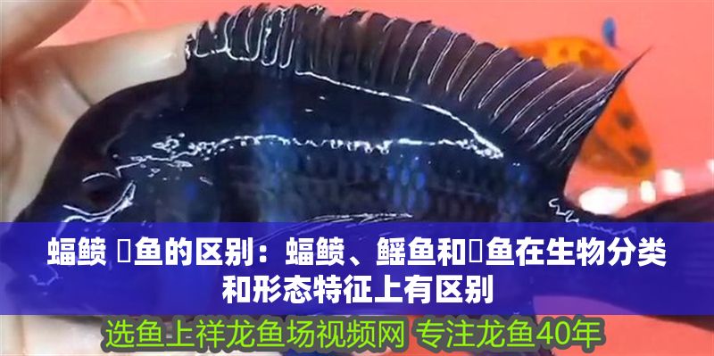 蝠鲼 魟魚的區(qū)別：蝠鲼、鰩魚和魟魚在生物分類和形態(tài)特征上有區(qū)別