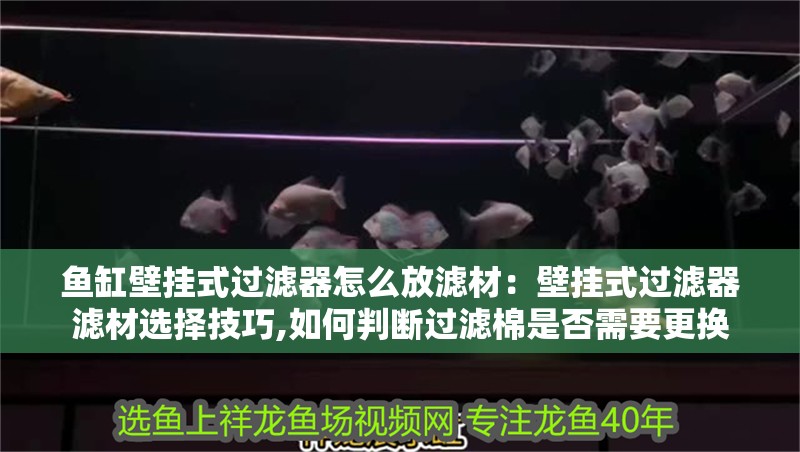 魚缸壁掛式過濾器怎么放濾材：壁掛式過濾器濾材選擇技巧,如何判斷過濾棉是否需要更換