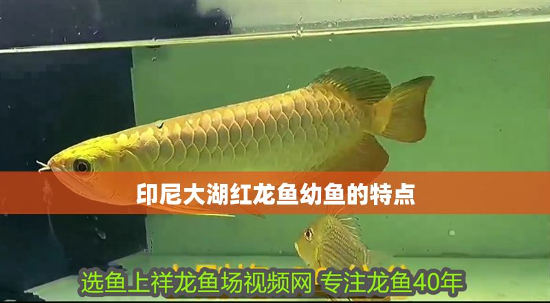 印尼大湖紅龍魚幼魚的特點 印尼大湖紅龍魚幼魚的特點 大湖紅龍魚百科 第1張