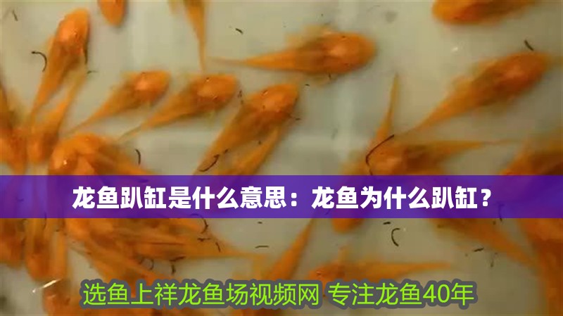 龍魚趴缸是什么意思：龍魚為什么趴缸？