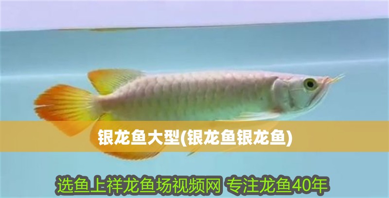 銀龍魚大型(銀龍魚銀龍魚) 銀龍魚大型(銀龍魚銀龍魚) 銀龍魚百科