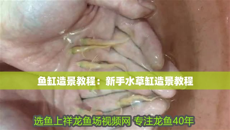 魚缸造景教程：新手水草缸造景教程