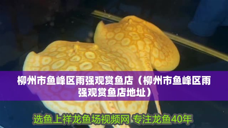 柳州市魚峰區(qū)雨強觀賞魚店（柳州市魚峰區(qū)雨強觀賞魚店地址）