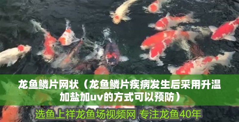 龍魚鱗片網狀（龍魚鱗片疾病發生后采用升溫加鹽加uv的方式可以預防）