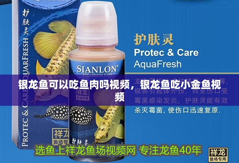 銀龍魚可以吃魚肉嗎視頻，銀龍魚吃小金魚視頻 銀龍魚可以吃魚肉嗎視頻，銀龍魚吃小金魚視頻 銀龍魚百科