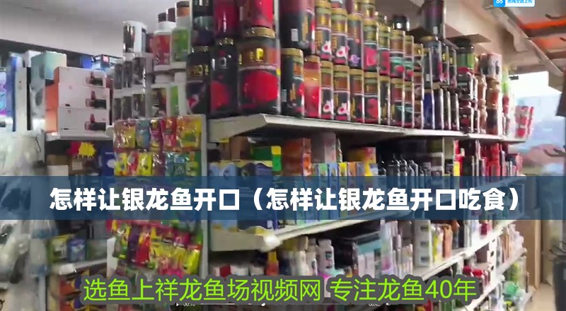 怎樣讓銀龍魚開口（怎樣讓銀龍魚開口吃食）