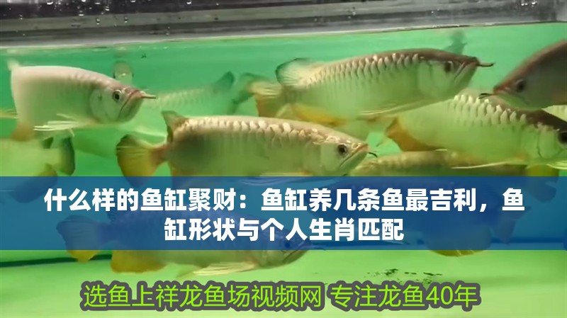 什么樣的魚缸聚財：魚缸養幾條魚最<strong><mark>吉利</mark></strong>，魚缸形狀與個人生肖匹配