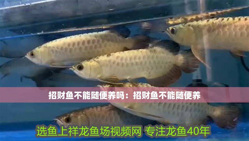 招財魚不能隨便養嗎：招財魚不能隨便養