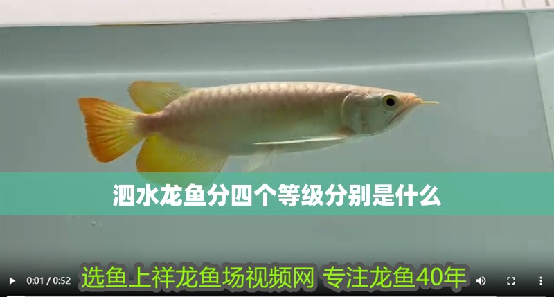 泗水龍魚分四個等級分別是什么