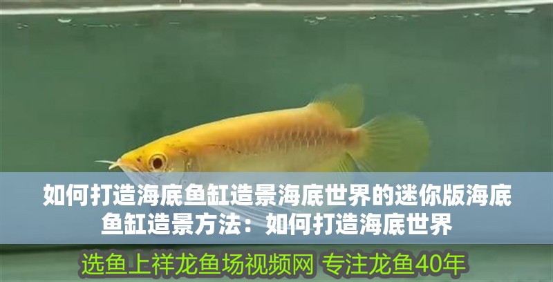 如何打造海底魚缸造景海底世界的迷你版海底魚缸造景方法：如何打造海底世界