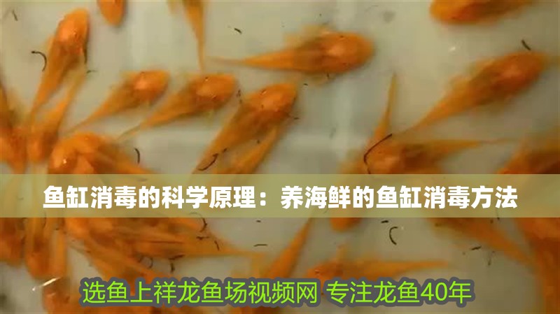 魚缸消毒的科學原理：養海鮮的魚缸消毒方法