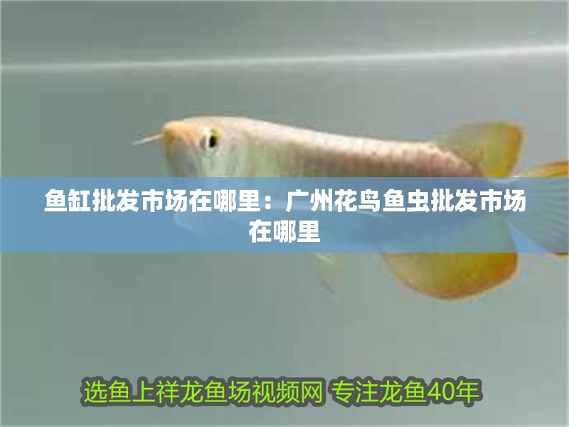 魚缸批發(fā)市場在哪里：廣州花鳥魚蟲批發(fā)市場在哪里