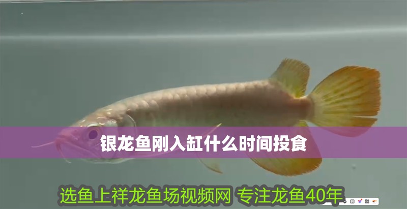 銀龍魚剛?cè)敫资裁磿r(shí)間投食