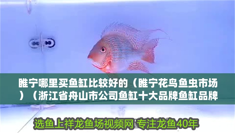 睢寧哪里買魚缸比較好的（睢寧花鳥魚蟲市場）（浙江省舟山市公司魚缸十大品牌魚缸品牌排名為森森sunsun）
