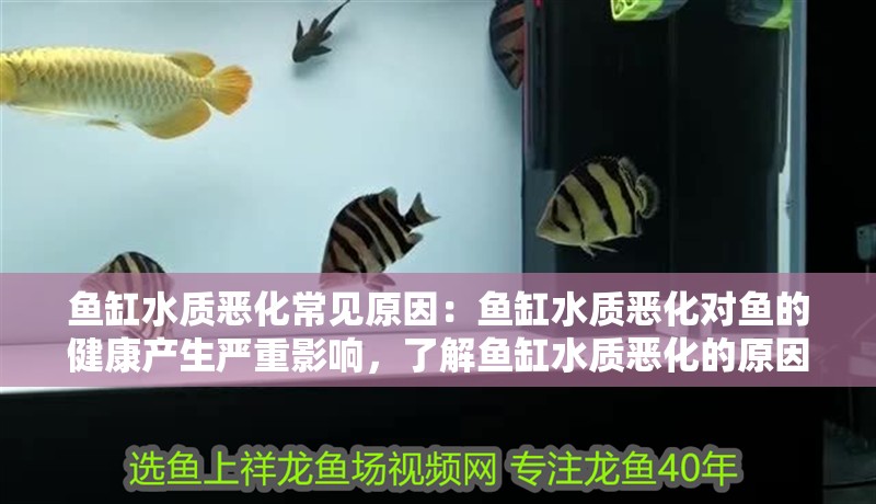 魚缸水質(zhì)惡化常見原因：魚缸水質(zhì)惡化對魚的健康產(chǎn)生嚴(yán)重影響，了解魚缸水質(zhì)惡化的原因