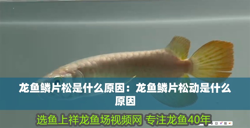 龍魚鱗片松是什么原因：龍魚鱗片松動是什么原因