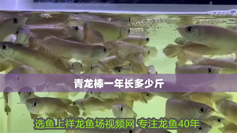 龍魚干蝦有營養嗎 青龍棒一年長多少斤 龍魚論壇 青龍棒一年長多少斤 青龍棒一年長多少斤 龍魚論壇