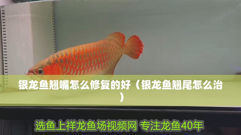 銀龍魚翹嘴怎么修復(fù)的好（銀龍魚翹尾怎么治） 銀龍魚翹嘴怎么修復(fù)的好（銀龍魚翹尾怎么治） 銀龍魚百科