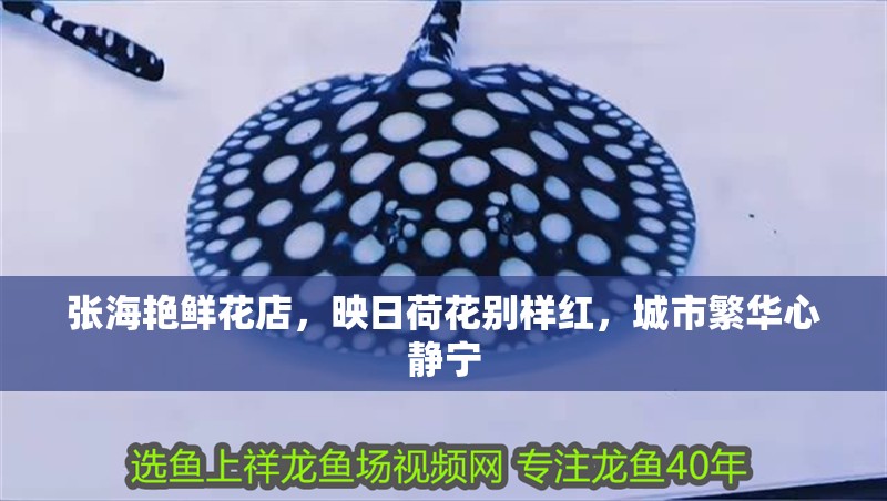 張海艷鮮花店，映日荷花別樣紅，城市繁華心靜寧