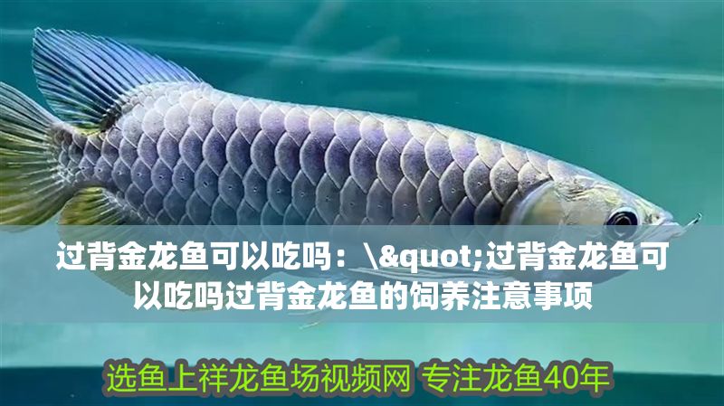 過背金龍魚可以吃嗎：\"過背金龍魚可以吃嗎過背金龍魚的飼養注意事項