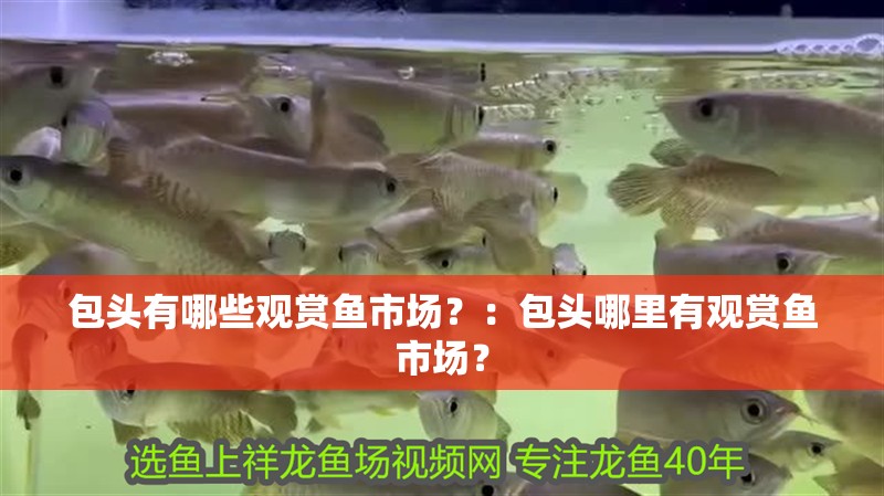 包頭有哪些觀賞魚市場？：包頭哪里有觀賞魚市場？