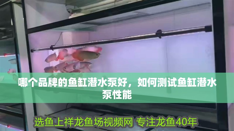 印尼虎魚多少溫度飼養(yǎng)最好:印尼虎魚多少溫度飼養(yǎng)最好印尼虎魚多少溫度飼養(yǎng)最好 哪個品牌的魚缸潛水泵好,如何測試魚缸潛水泵性能 魚缸百科 哪個品牌的魚缸潛水泵好,如何測試魚缸潛水泵性能 哪個品牌的魚缸潛水泵好,如何測試魚缸潛水泵性能 魚缸百科