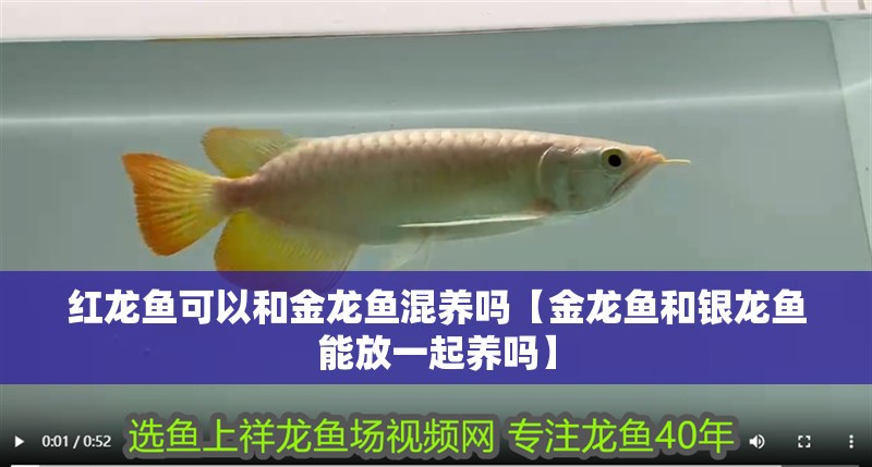 紅龍魚可以和金龍魚混養嗎【金龍魚和銀龍魚能放一起養嗎】 紅龍魚可以和金龍魚混養嗎【金龍魚和銀龍魚能放一起養嗎】 銀龍魚百科