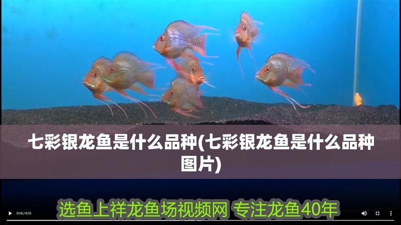 七彩銀龍魚是什么品種(七彩銀龍魚是什么品種圖片)