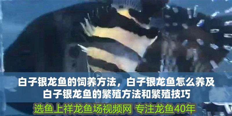 白子銀龍魚的飼養方法，白子銀龍魚怎么養及白子銀龍魚的繁殖方法和繁殖技巧
