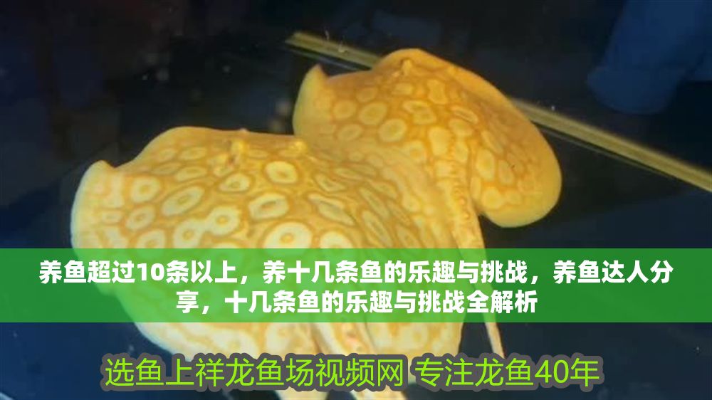 養(yǎng)魚超過10條以上，養(yǎng)十幾條魚的樂趣與挑戰(zhàn)，養(yǎng)魚達(dá)人分享，十幾條魚的樂趣與挑戰(zhàn)全解析