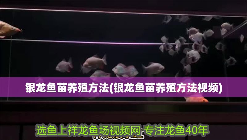 銀龍魚苗養(yǎng)殖方法(銀龍魚苗養(yǎng)殖方法視頻)